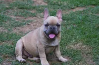 Lilac fawn male European lines , a male French Bulldog for sale in Fort Valley, GA – 2 of 4