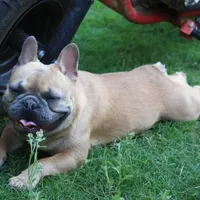 Lilac fawn girl , a female French Bulldog for sale in Fort Valley, GA – Photo 6 of 6