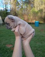 Blue fawn male , a male French Bulldog for sale in Fort Valley, GA – Photo 2 of 3