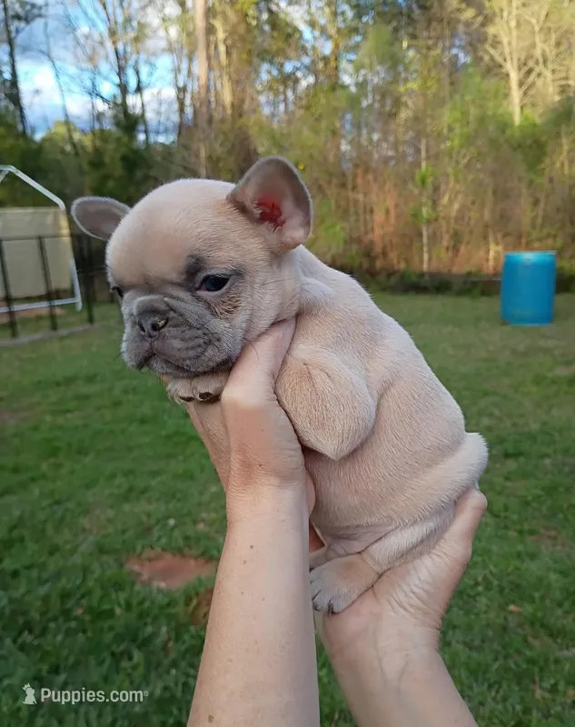 Blue fawn male  – French Bulldog puppy for sale in Fort Valley, GA