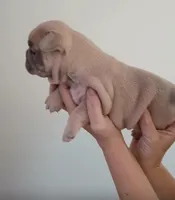 Akc female , a female French Bulldog for sale in Fort Valley, GA – Photo 2 of 4