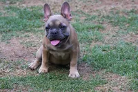 Fawn female European lines , a female French Bulldog for sale in Fort Valley, GA – 3 of 5