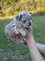 Blue Merle girl , a female French Bulldog for sale in Fort Valley, GA – Photo 4 of 5