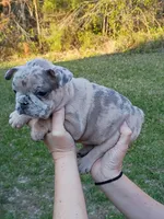 Blue Merle girl , a female French Bulldog for sale in Fort Valley, GA – Photo 5 of 5