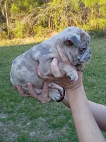 Blue Merle girl , a female French Bulldog for sale in Fort Valley, GA – Photo 3 of 5