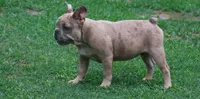 Blue fawn Merle boy , a male French Bulldog for sale in Fort Valley, GA – 2 of 5