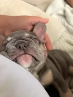 Bailey, a female French Bulldog for sale in Bridgeton, NJ – 2 of 3