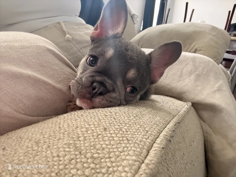 Bailey – French Bulldog puppy for sale in Bridgeton, NJ