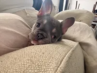 Bailey, a female French Bulldog for sale in Bridgeton, NJ – 1 of 3