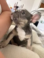 Bailey, a female French Bulldog for sale in Bridgeton, NJ – 3 of 3