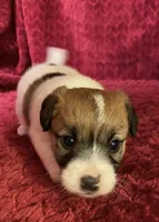 BAILEYS GIRL, a female Jack Russell Terrier for sale in Broken Bow, OK – Photo 7 of 10