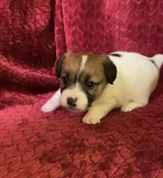 BAILEYS GIRL, a female Jack Russell Terrier for sale in Broken Bow, OK – Photo 9 of 10