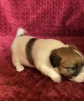 BAILEYS GIRL, a female Jack Russell Terrier for sale in Broken Bow, OK – Photo 6 of 10