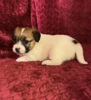 BAILEYS GIRL, a female Jack Russell Terrier for sale in Broken Bow, OK – Photo 4 of 10