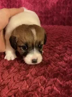 BAILEYS GIRL, a female Jack Russell Terrier for sale in Broken Bow, OK – Photo 8 of 10