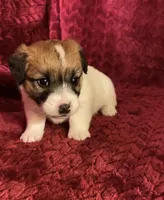 BAILEYS GIRL, a female Jack Russell Terrier for sale in Broken Bow, OK – Photo 5 of 10