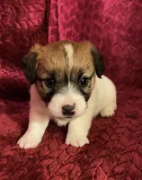 BAILEYS GIRL, a female Jack Russell Terrier for sale in Broken Bow, OK – Photo 2 of 10