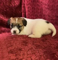 BAILEYS GIRL, a female Jack Russell Terrier for sale in Broken Bow, OK – Photo 10 of 10