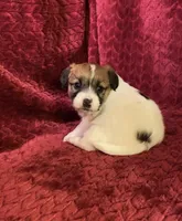 BAILEYS GIRL, a female Jack Russell Terrier for sale in Broken Bow, OK – Photo 3 of 10