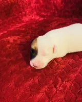 Nylas boy #1, a male Jack Russell Terrier for sale in Broken Bow, OK – Photo 5 of 10