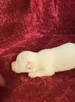 Nylas boy #1, a male Jack Russell Terrier for sale in Broken Bow, OK – Photo 6 of 10