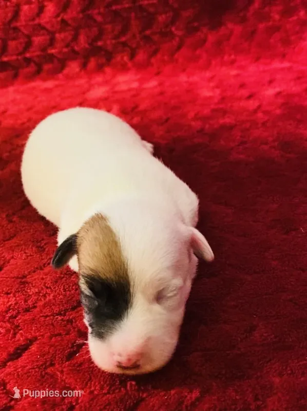 Nylas boy #1 – Jack Russell Terrier puppy for sale in Broken Bow, OK