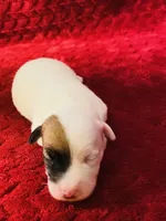 Nylas boy #1, a male Jack Russell Terrier for sale in Broken Bow, OK – Photo 1 of 10