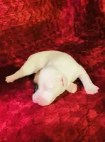 Nylas boy #1, a male Jack Russell Terrier for sale in Broken Bow, OK – Photo 8 of 10