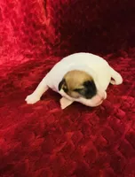 Nylas boy #1, a male Jack Russell Terrier for sale in Broken Bow, OK – Photo 9 of 10