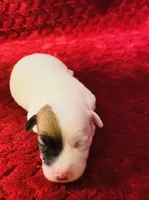Nylas boy #1, a male Jack Russell Terrier for sale in Broken Bow, OK – Photo 2 of 10