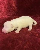 Nylas boy #1, a male Jack Russell Terrier for sale in Broken Bow, OK – Photo 10 of 10