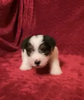 TAWNEE’s Girl Three, a female Jack Russell Terrier for sale in Broken Bow, OK – Photo 4 of 8