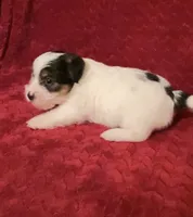 TAWNEE’s Girl Three, a female Jack Russell Terrier for sale in Broken Bow, OK – Photo 5 of 8