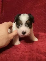 TAWNEE’s Girl Three, a female Jack Russell Terrier for sale in Broken Bow, OK – Photo 7 of 8