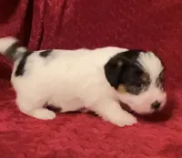 TAWNEE’s Girl Three, a female Jack Russell Terrier for sale in Broken Bow, OK – Photo 3 of 8