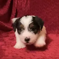 TAWNEE’s Girl Three, a female Jack Russell Terrier for sale in Broken Bow, OK – Photo 1 of 8