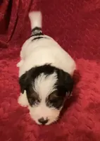 TAWNEE’s Girl Three, a female Jack Russell Terrier for sale in Broken Bow, OK – Photo 2 of 8