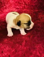 Nylas girl #3, a female Jack Russell Terrier for sale in Broken Bow, OK – Photo 5 of 8