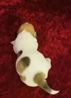 Nylas girl #3, a female Jack Russell Terrier for sale in Broken Bow, OK – Photo 2 of 8