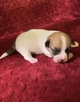 Nylas girl #3, a female Jack Russell Terrier for sale in Broken Bow, OK – Photo 8 of 8