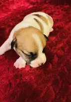 Nylas girl #3, a female Jack Russell Terrier for sale in Broken Bow, OK – Photo 4 of 8