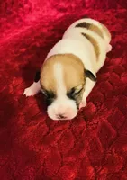 Nylas girl #3, a female Jack Russell Terrier for sale in Broken Bow, OK – Photo 3 of 8