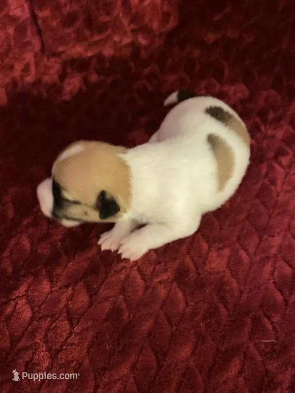 Nylas girl #3 – Jack Russell Terrier puppy for sale in Broken Bow, OK
