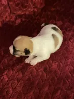 Nylas girl #3, a female Jack Russell Terrier for sale in Broken Bow, OK – Photo 1 of 8