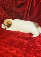 MALE ONE, a male Jack Russell Terrier for sale in Broken Bow, OK – Photo 7 of 8