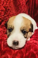 MALE ONE, a male Jack Russell Terrier for sale in Broken Bow, OK – Photo 1 of 8