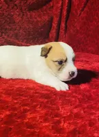 MALE ONE, a male Jack Russell Terrier for sale in Broken Bow, OK – Photo 4 of 8