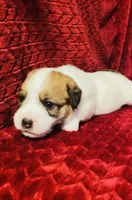 MALE ONE, a male Jack Russell Terrier for sale in Broken Bow, OK – Photo 8 of 8