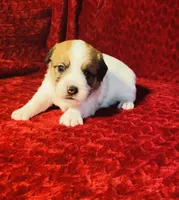 MALE ONE, a male Jack Russell Terrier for sale in Broken Bow, OK – Photo 2 of 8