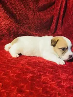 MALE ONE, a male Jack Russell Terrier for sale in Broken Bow, OK – Photo 3 of 8